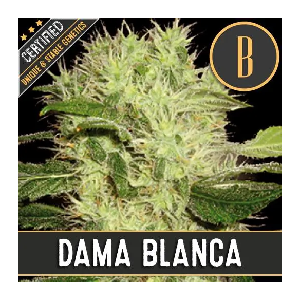 DAMA BLANCA FEM X3 -BLIMBURN SEEDS