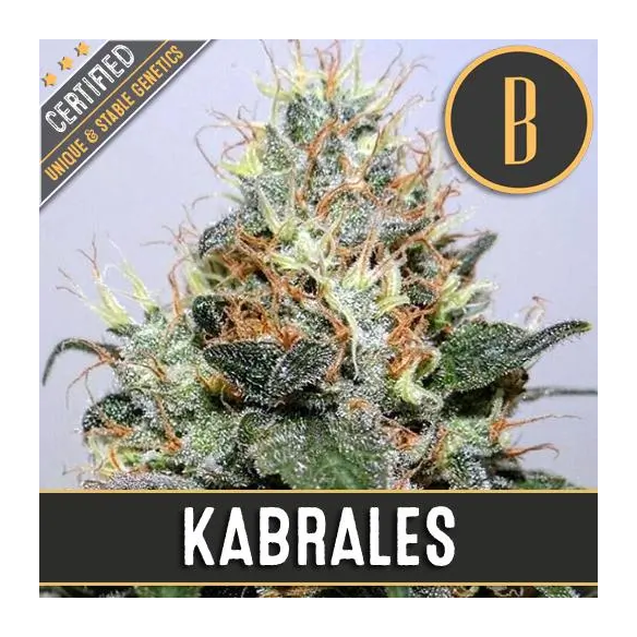 KABRALES FEM X3 -BLIMBURN SEEDS