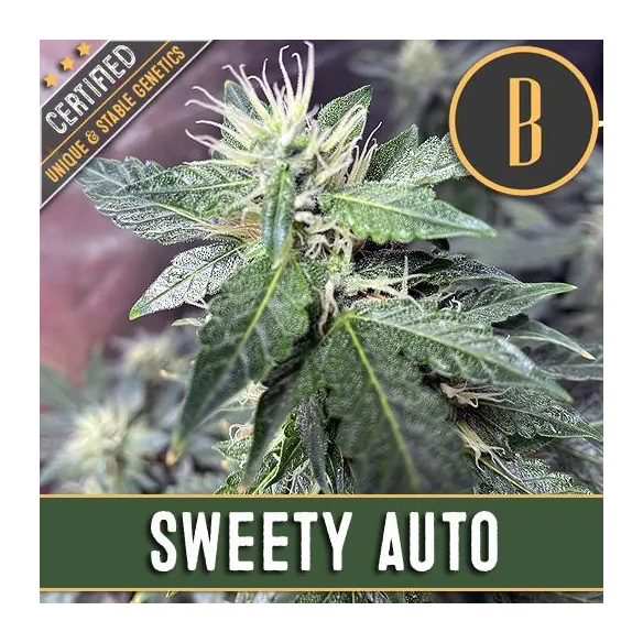 SWEETY AUTO X3 -BLIMBURN SEEDS