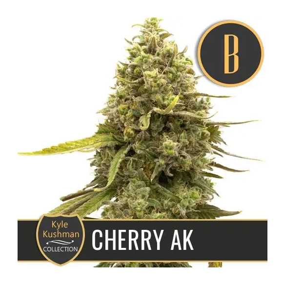 KYLE'S CHERRY AK FEM X3 -BLIMBURN SEEDS