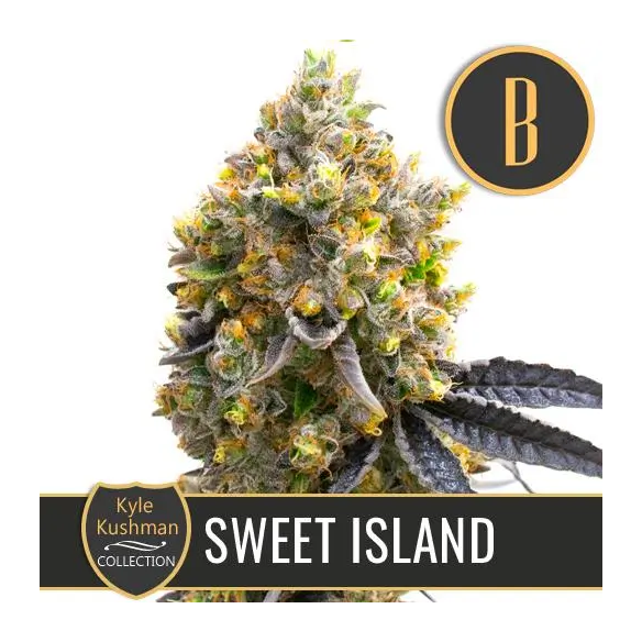 KYLE'S SWEET ISLAND FEM X3 -BLIMBURN SEEDS