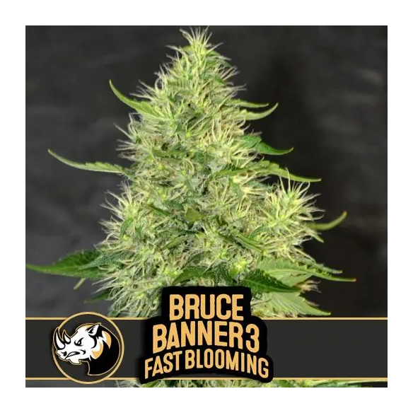 BRUCE BANNER 3 FAST BLOOMING FEM X3 -BLIMBURN SEEDS