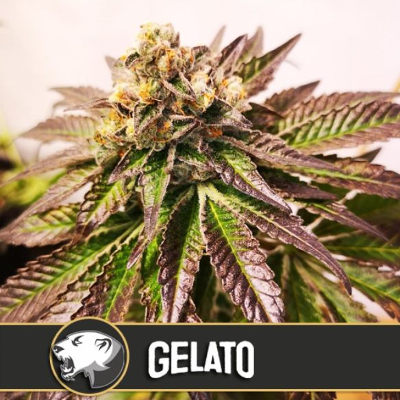 GELATO FEM X3 -BLIMBURN SEEDS