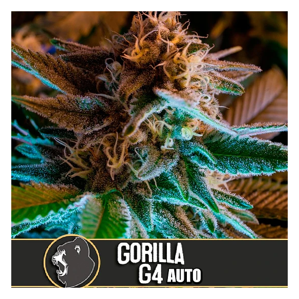 GORILLA G4 AUTO X3 -BLIMBURN SEEDS