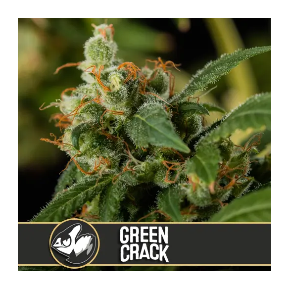 GREEN CRACK FEM X3 -BLIMBURN SEEDS