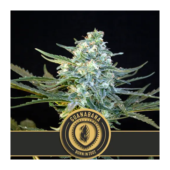 GUANABANA FEM X3 -BLIMBURN SEEDS