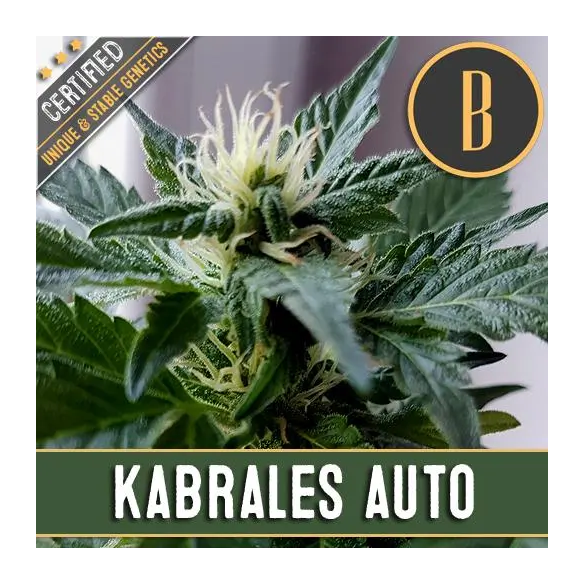 KABRALES AUTO X3 -BLIMBURN SEEDS