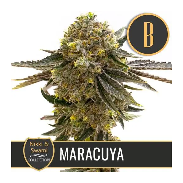 NIKKI & SWAMI'S MARACUYA FEM X3 -BLIMBURN SEEDS