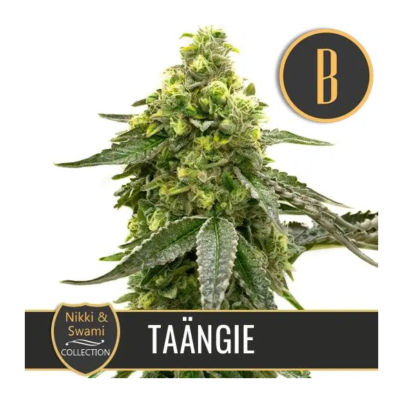 NIKKI & SWAMI'S TAÄNGIE FEM X3 -BLIMBURN SEEDS