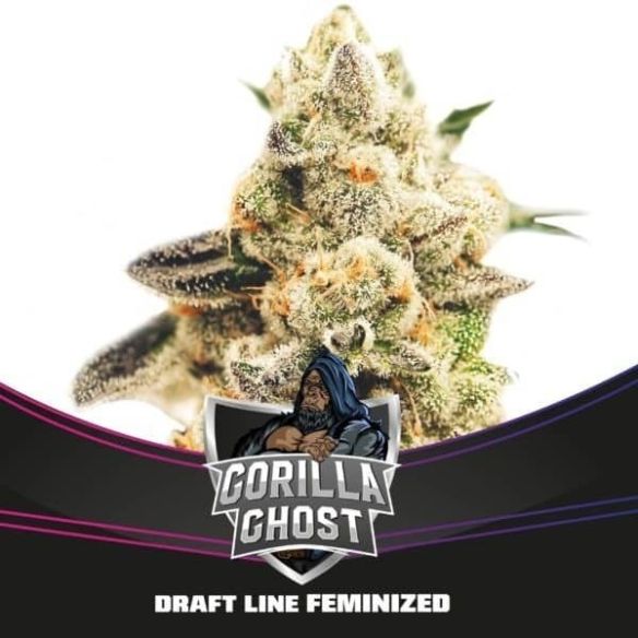 GORILLA GHOST GK FEM X4 - BSF