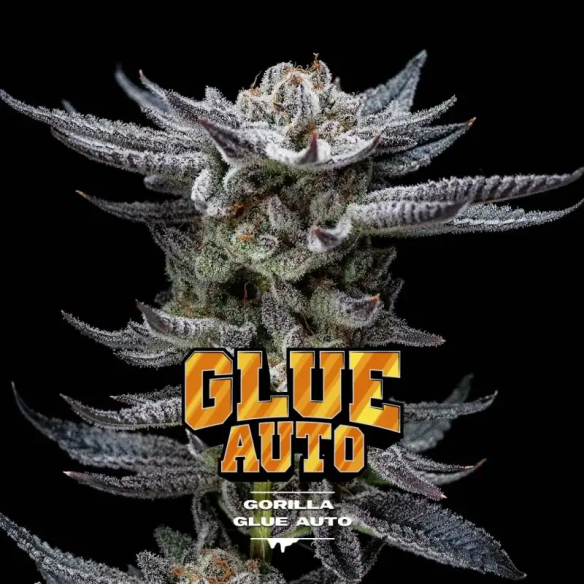 GORILLA GLUE AUTO GK X4-BSF