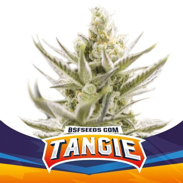 TANGIE XXL  AUTO X7-BSF