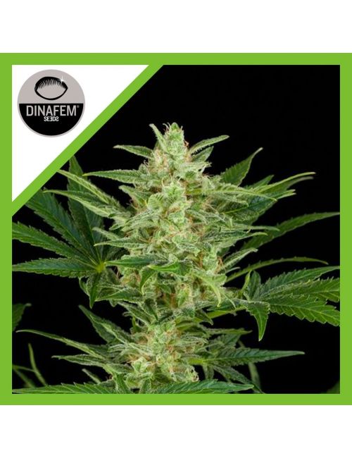 CRITICAL JACK AUTO X3-DINAFEM