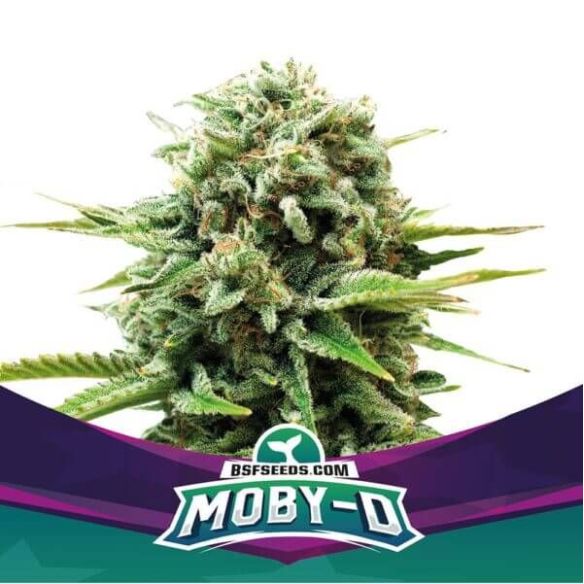 MOBY-D FEM X4-BSF