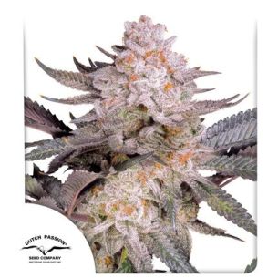 ORANGE BUD FEM 2.0 X3-DUTCH...
