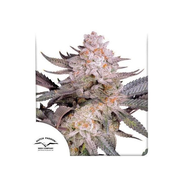 ORANGE BUD FEM 2.0 X3-DUTCH PASSION