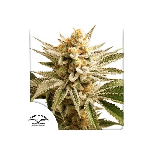 LEMON Z FEM X3-DUTCH PASSION