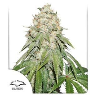 BANANA BLAZE FEM X25-DUTCH...