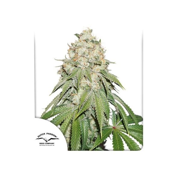 BANANA BLAZE FEM X25-DUTCH PASSION