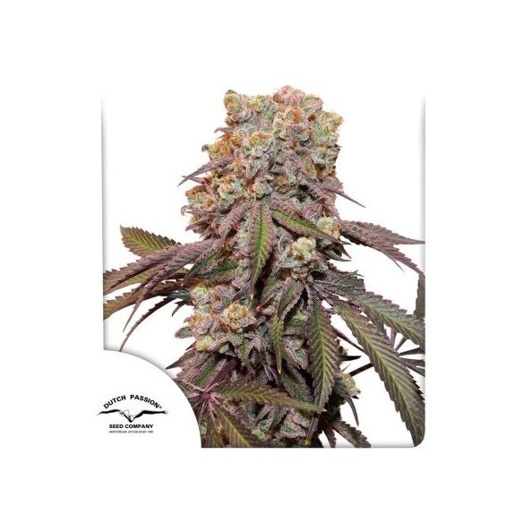 CANDY BUBATZ XL AUTO X3-DUTCH PASSION