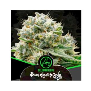 BEAR SUGAR CANDY FEM...