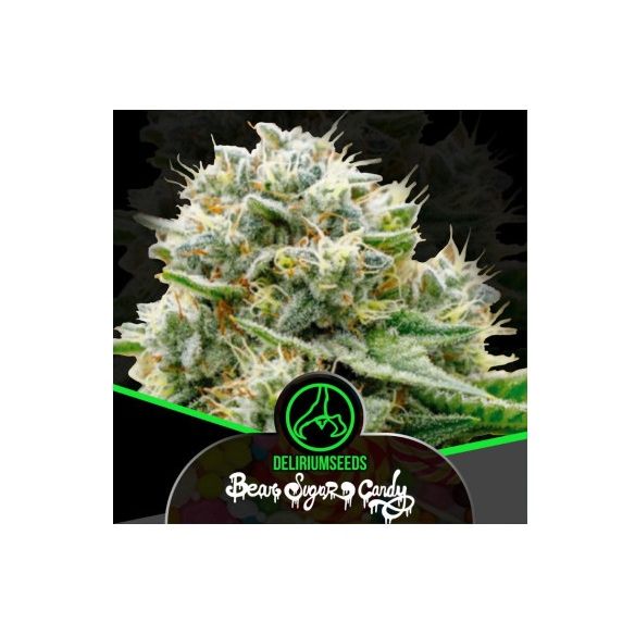 BEAR SUGAR CANDY FAST X2-DELIRIUM SEEDS