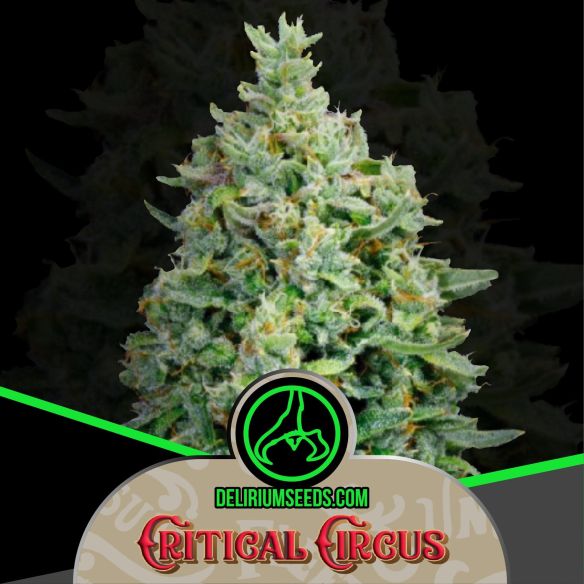 CRITICAL CIRCUS AUTO X2-DELIRIUM SEEDS