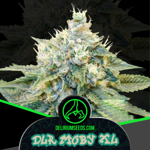 DLR MOBY XL FEM X2-DELIRIUM...
