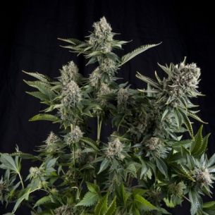 WHITE WIDOW  FEM...