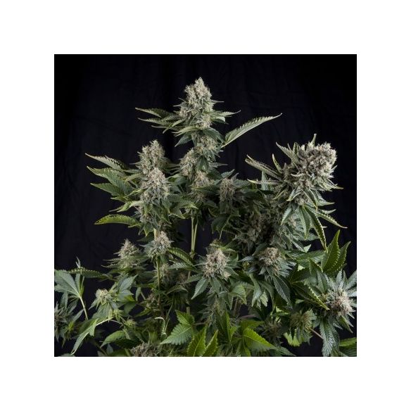 WHITE WIDOW  FEM X5+2-PYRAMID SEEDS