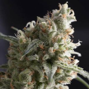 LENNON  FEM X5+2-PYRAMID SEEDS