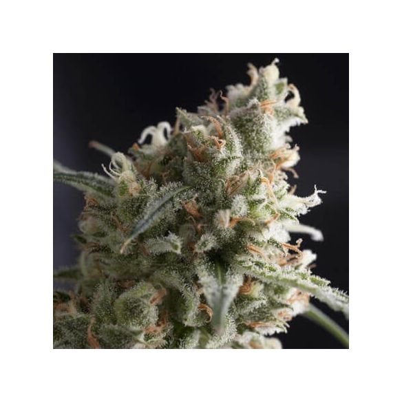LENNON  FEM X5+2-PYRAMID SEEDS