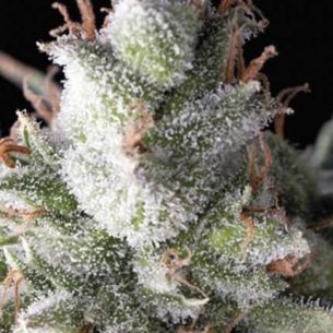 RAMSES  FEM X5+2-PYRAMID SEEDS