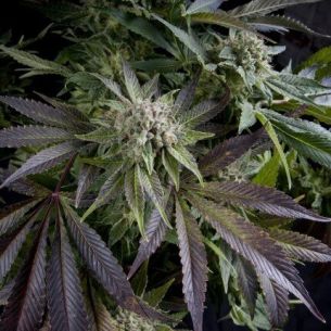 BLUE PYRAMID  FEM...