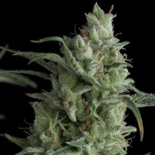 KRYPTONITE  FEM...