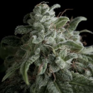 NEFERTITI  FEM X5+2-PYRAMID...