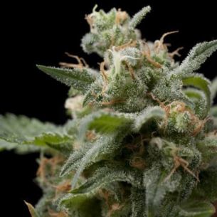 SUPER HASH  FEM...