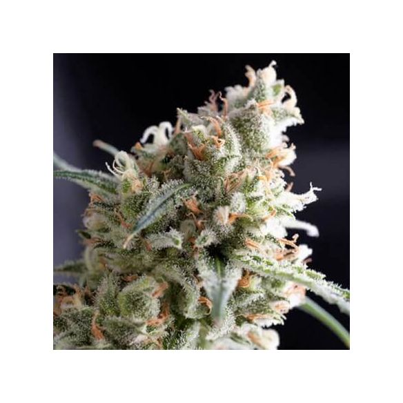 KUKULKÁN  FEM X5+2-PYRAMID SEEDS