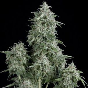 ANUBIS  FEM X5+2-PYRAMID SEEDS
