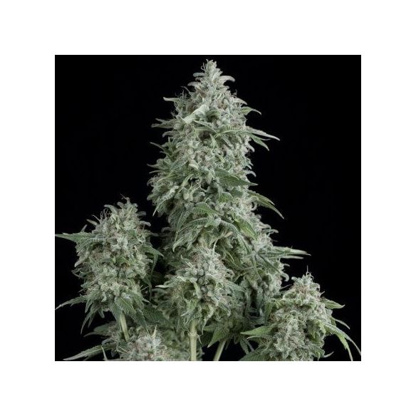 ANUBIS  FEM X5+2-PYRAMID SEEDS