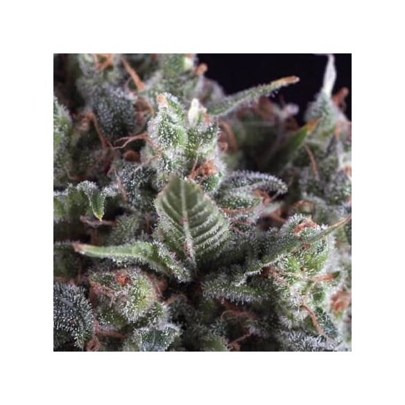OLYMPIA  FEM X5+2-PYRAMID SEEDS