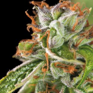 DOUBLE OG HAZE  FEM...