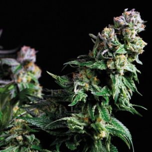 PURPLE URKLE  FEM...