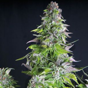 ROMULAN  FEM X5+2-PYRAMID...