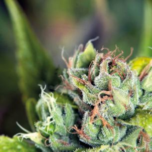 TAHOE CURE  FEM...
