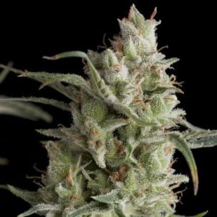 SUPER OG KUSH  FEM...