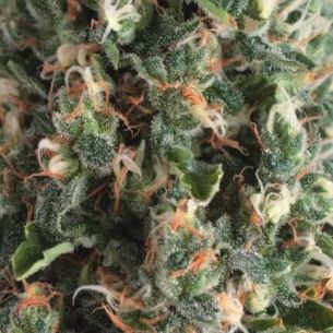SUPER OG KUSH AUTO X5+2...