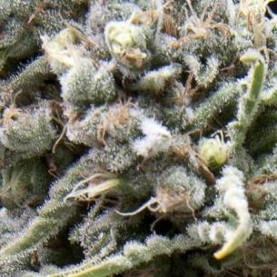 WHITE WIDOW AUTO X5+2...