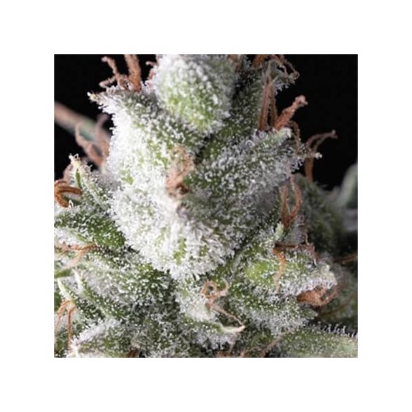 RAMSES AUTO X5+2 -PYRAMID SEEDS