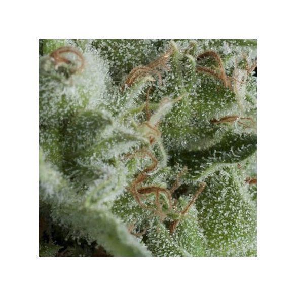 KRYPTONITE AUTO X5+2 -PYRAMID SEEDS
